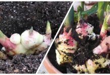 Container Gardening: How to Grow Ginger In Door + Video Container Gardening: How to Grow Ginger In Door + Video