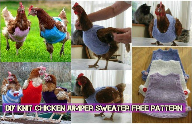 DIY Knit Chicken Jumper Sweater free pattern