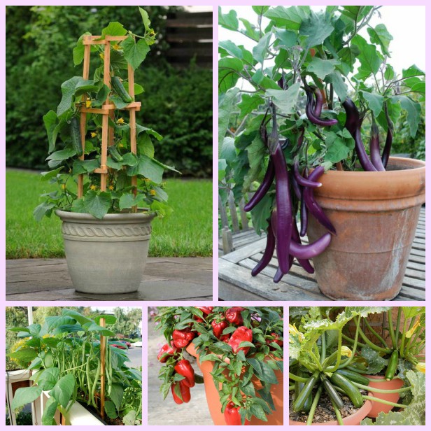 20 Best Vegetables to Grow in Pots 