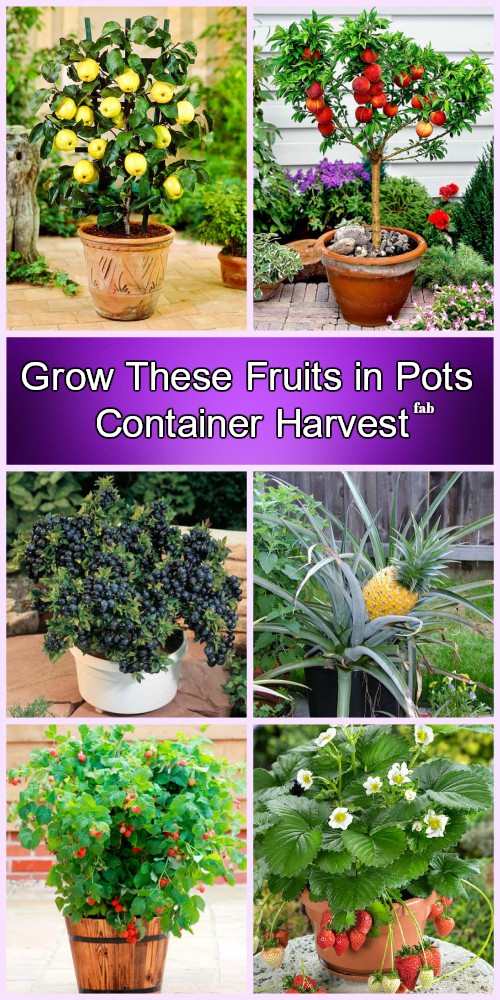 10 More Best Fruits To Grow In Pots