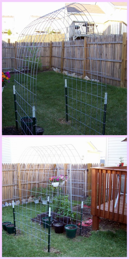 DIY Cattle Panel Squash Arch Tutorial