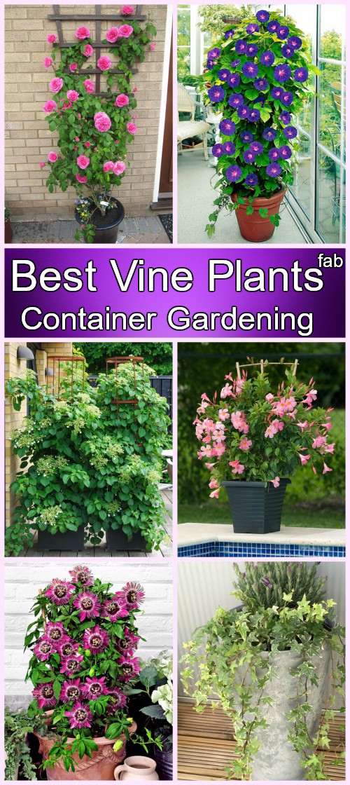 Best Vine Plants for Container Gardening 