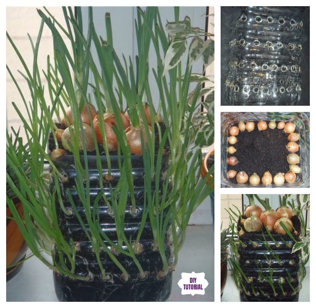 How to Grow Onions Vertically in Plastic Bottle On The Windowsill