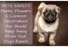 Common Decorations You Should Keep Away From Your Dog’s Reach Plants, Flowers & Common Decorations You Should Keep Away From Your Dog’s Reach