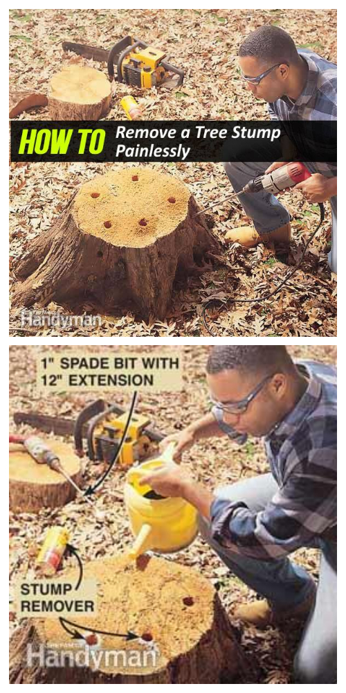 Easiest Way to Remove a Tree Stump Yourself Painlessly + Video