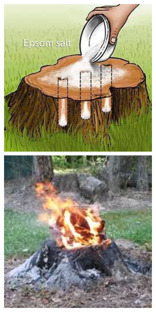 Easiest Way to Remove a Tree Stump Yourself Painlessly + VideoEasiest Way to Remove a Tree Stump Yourself Painlessly + Video