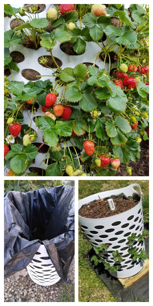 Vertical Laundry Basket Strawberry Planter DIY Tutorial + Video