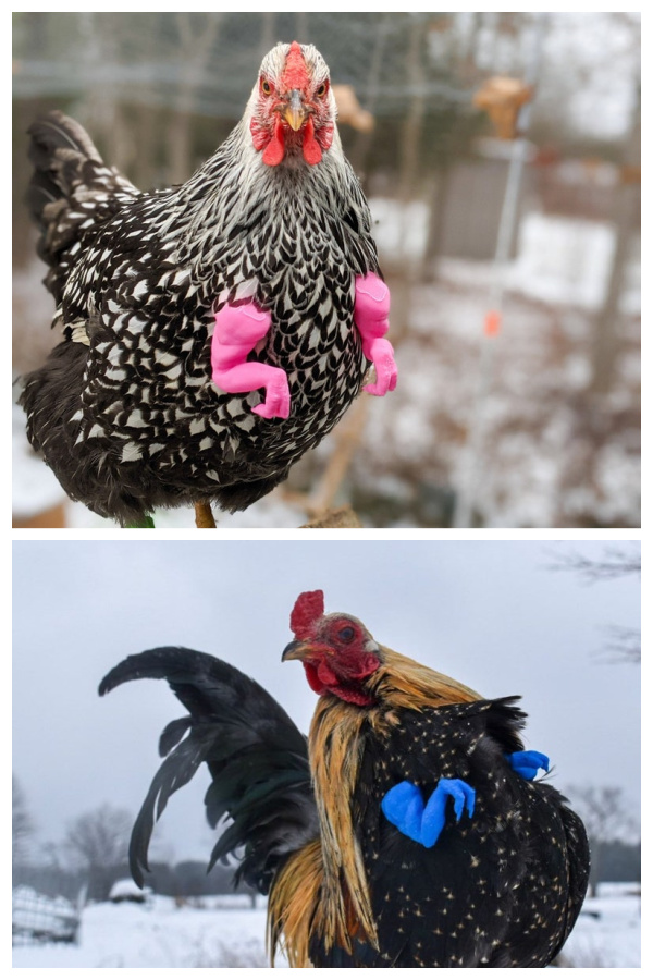 Chicken Dinosaur Arms to Entertain Your Chickens