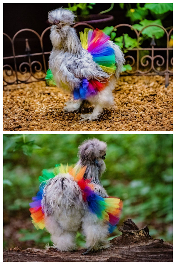 Rainbow Chicken Tutu to Entertain Your Chickens