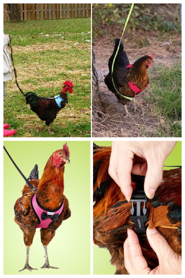 Chicken Harness Activities to Entertain Your Chickens