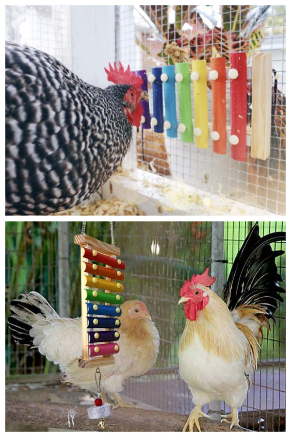 chicken xylophone to Entertain Your Chickens