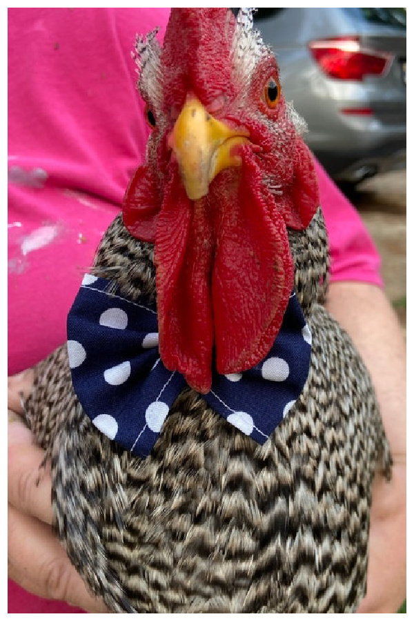 Rooster Bowtie to Dress Up and Entertain Your Chickens