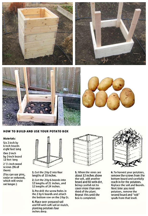 How to Harvest Potatoes in 4 Sq Feet