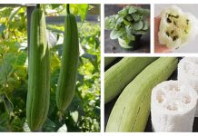 How To Grow Loofah Sponge Tutorial + Video How To Grow Loofah Sponge Tutorial + Video