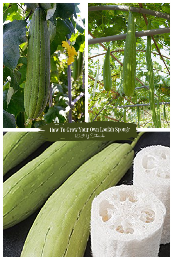 How To Grow Loofah Sponge Tutorial + Video