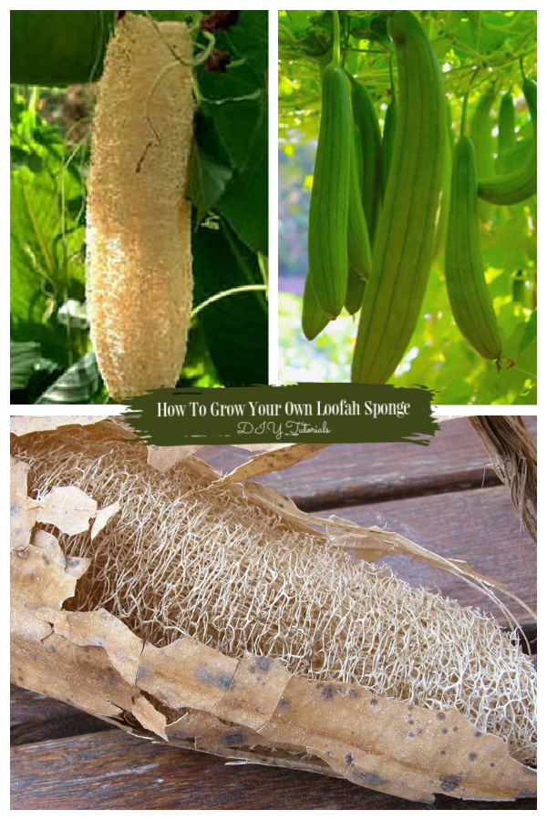 How To Grow Loofah Sponge Tutorial + Video