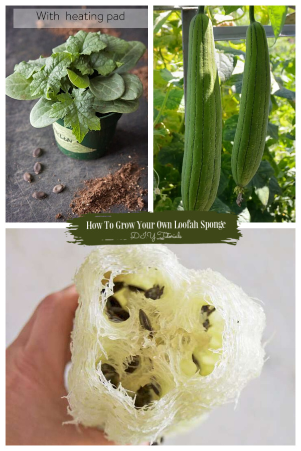 Growing Your Own Loofah Sponge – Step-by-step